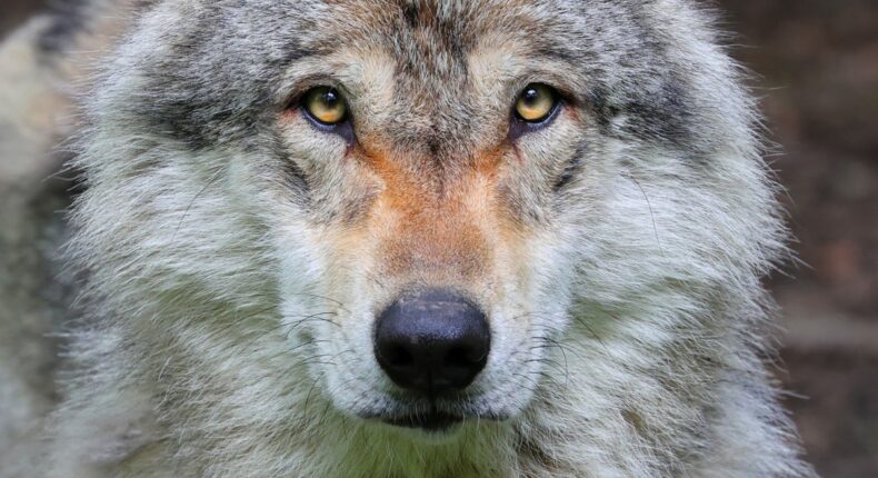 Loup gris (Canis lupus) Crédit : Clément Bardot
