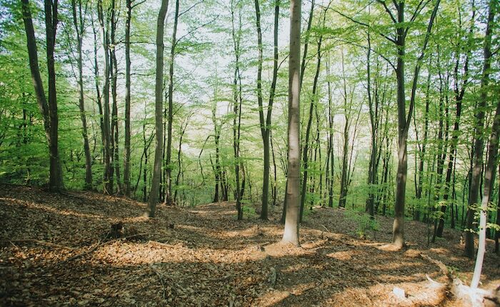 3 essences d'arbres fortement menacées © Freepik