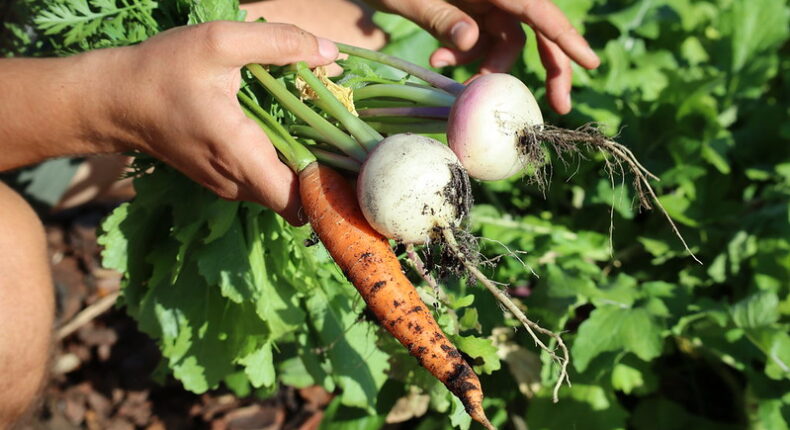 En matière d'écologie, favoriser l'agriculture et l'alimentation bio a un impact positif avéré sur la santé. Crédits US Department for Agriculture