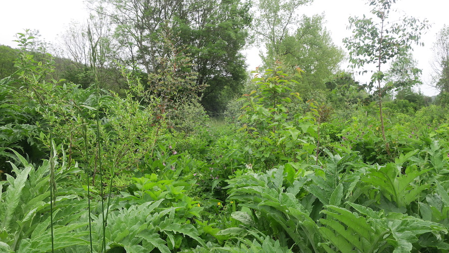 Le potager d'Anaëlle Théry au printemps © Archives personnelles