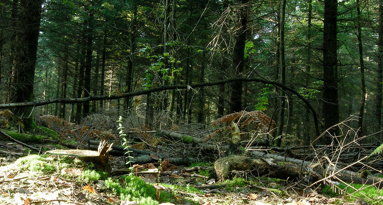 Le projet Sonosylva a placé 101 forêts protégées sur écoute. Crédits Thomas Bresson (Flickr)