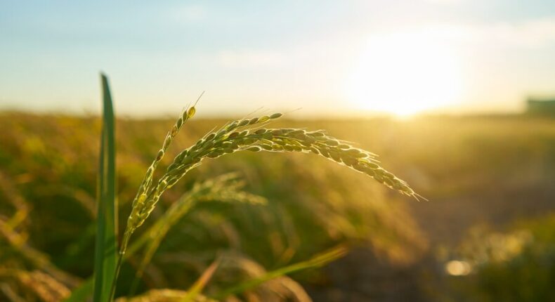 Les récents propos de la ministre de l'Agriculture vont à l'encontre de l'écologie. Crédits Freepik