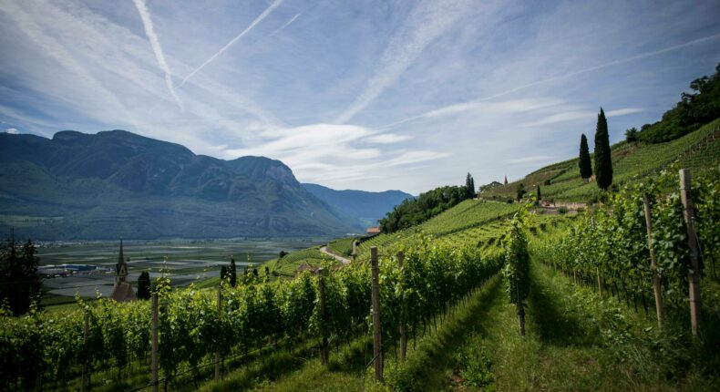 Vin bio, biodynamique ou nature : les modes de traitement de la vigne varient, mais pas que.