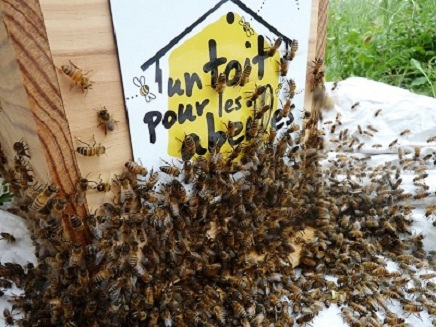 Parrainer une ruche, pour aider abeilles et apiculteurs.