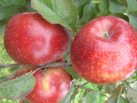 Parée de sa belle robe mouchetée, la Juliet est une pomme 100 % bio et française.